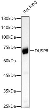 DUSP8 Antibody - Azide and BSA Free