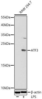 ATF3 Antibody - BSA Free