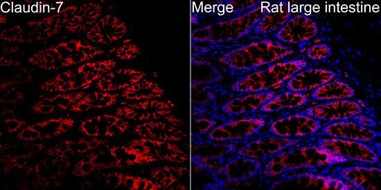 Claudin-7 Antibody - BSA Free