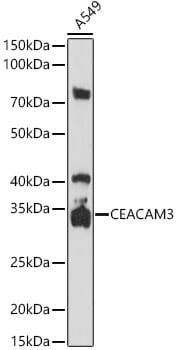 CEACAM3/CD66d Antibody - BSA Free