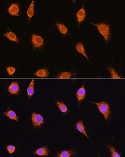 alpha-Sarcoglycan Antibody - Azide and BSA Free