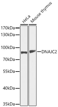 DNAJC2 Antibody - BSA Free