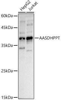 AASD-PPT Antibody - Azide and BSA Free