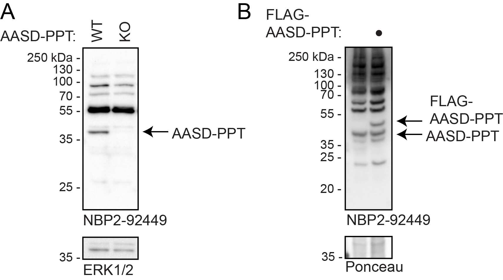 AASD-PPT Antibody - Azide and BSA Free