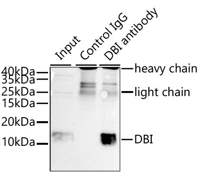 ACBP Antibody - BSA Free