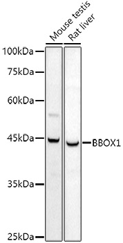 BBOX1 Antibody - BSA Free