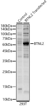 BTNL2/Butyrophilin-like 2 Antibody - Azide and BSA Free