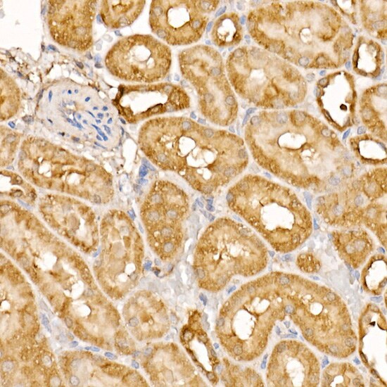 BTNL2/Butyrophilin-like 2 Antibody - Azide and BSA Free