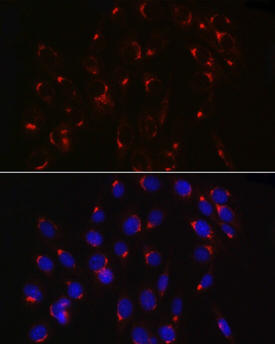 COPB2 Antibody - Azide and BSA Free