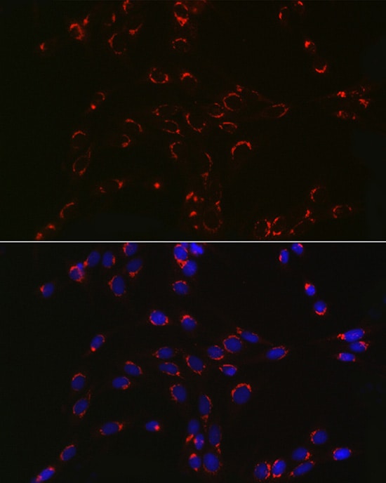 COPB2 Antibody - Azide and BSA Free
