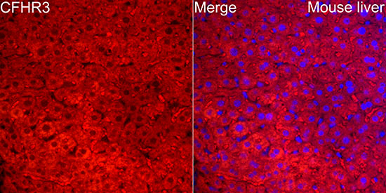 Complement Factor H-related 3/CFHR3 Antibody - BSA Free
