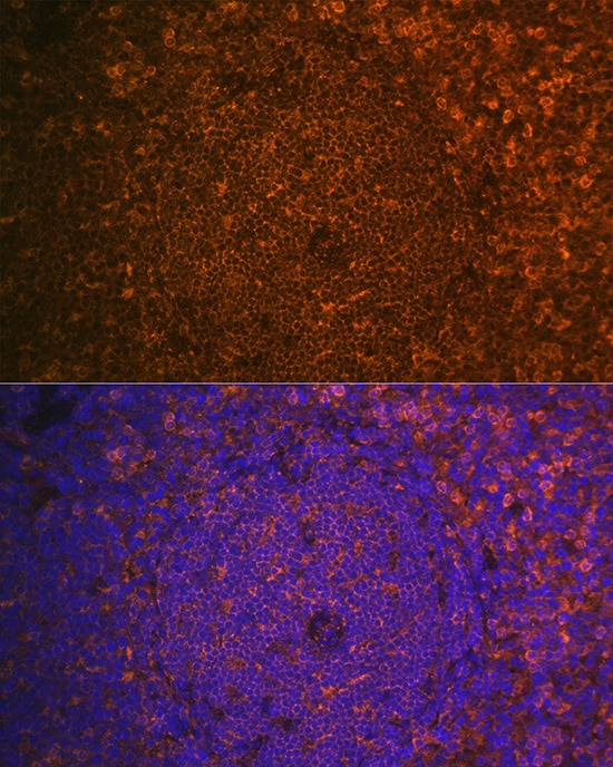 Cystatin F Antibody - BSA Free