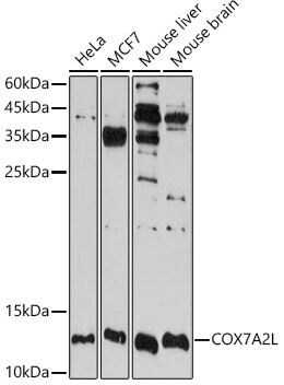 COX7A2L Antibody - BSA Free