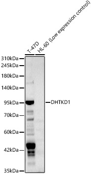 DHTKD1 Antibody - BSA Free