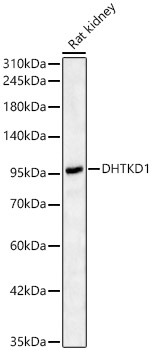 DHTKD1 Antibody - BSA Free