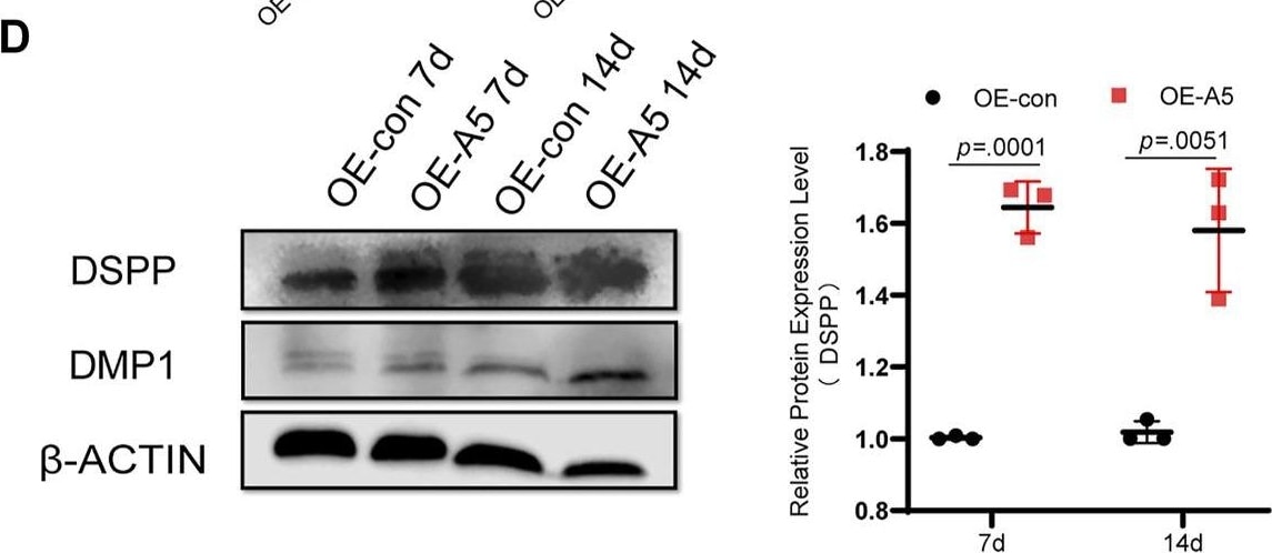 DSPP Antibody - Azide and BSA Free