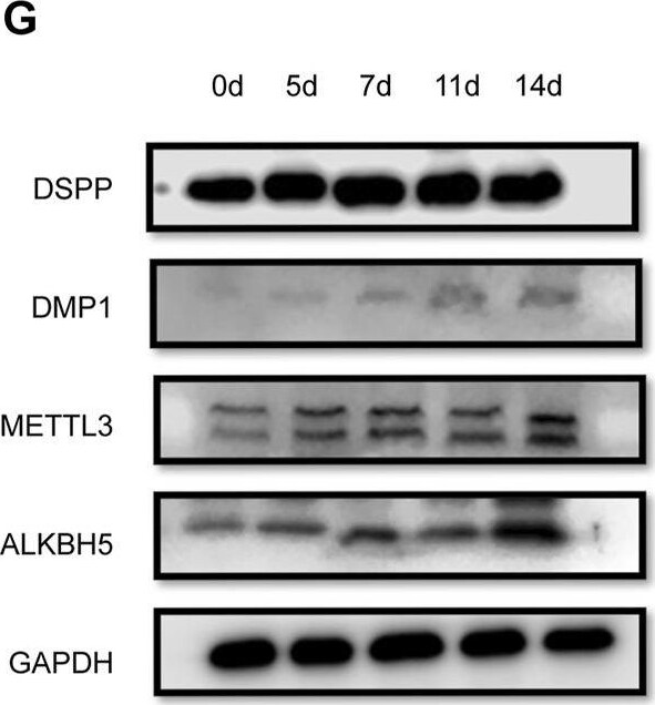 DSPP Antibody - Azide and BSA Free