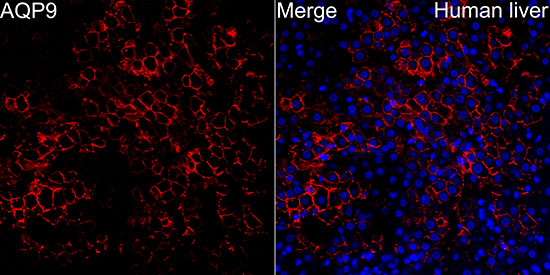 Aquaporin-9 Antibody - BSA Free