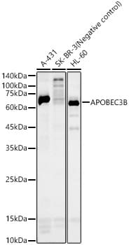 APOBEC3B Antibody - Azide and BSA Free