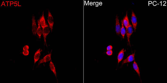 ATP5L Antibody - Azide and BSA Free