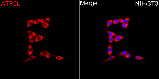 ATP5L Antibody - Azide and BSA Free