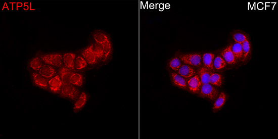 ATP5L Antibody - Azide and BSA Free