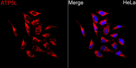 ATP5L Antibody - Azide and BSA Free
