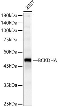 BCKDHA Antibody - BSA Free