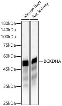BCKDHA Antibody - BSA Free