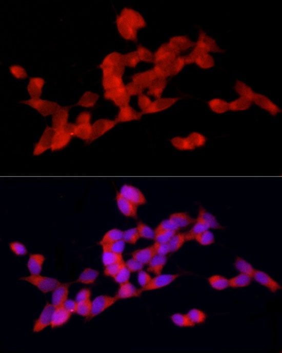 DOK4 Antibody - Azide and BSA Free