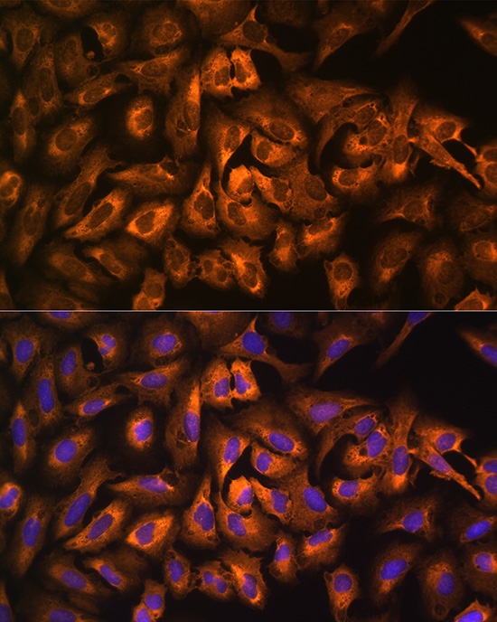 eEF1A1 Antibody - BSA Free