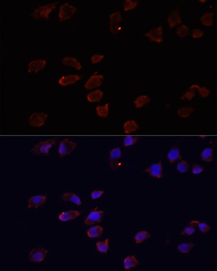 ARF6 Antibody - BSA Free