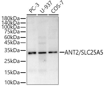 Adenine Nucleotide Translocator 2 Antibody - Azide and BSA Free