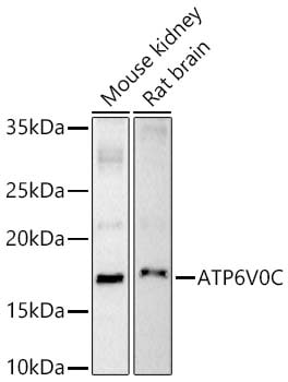 ATP6V0C Antibody - Azide and BSA Free
