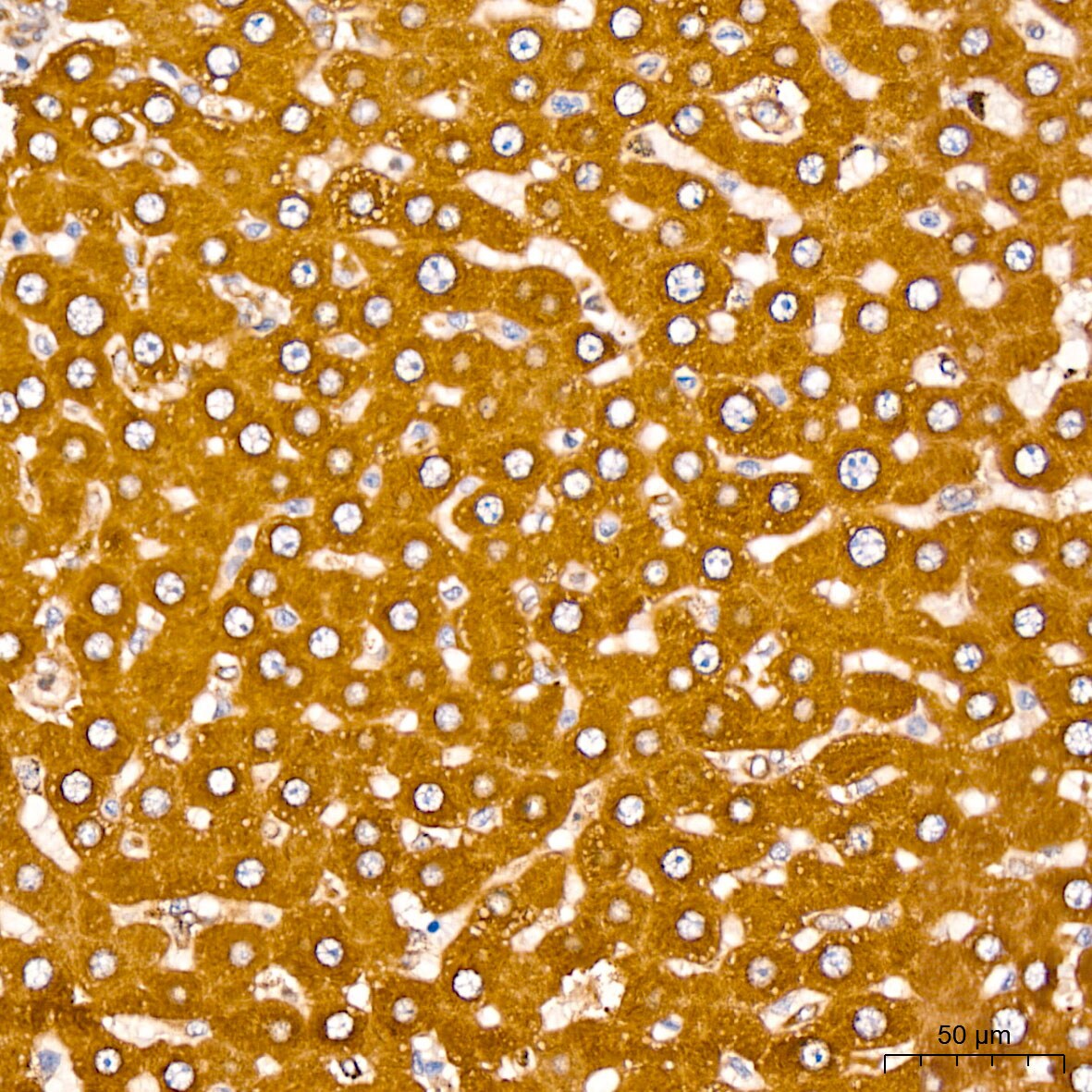 CYTB Antibody - Azide and BSA Free