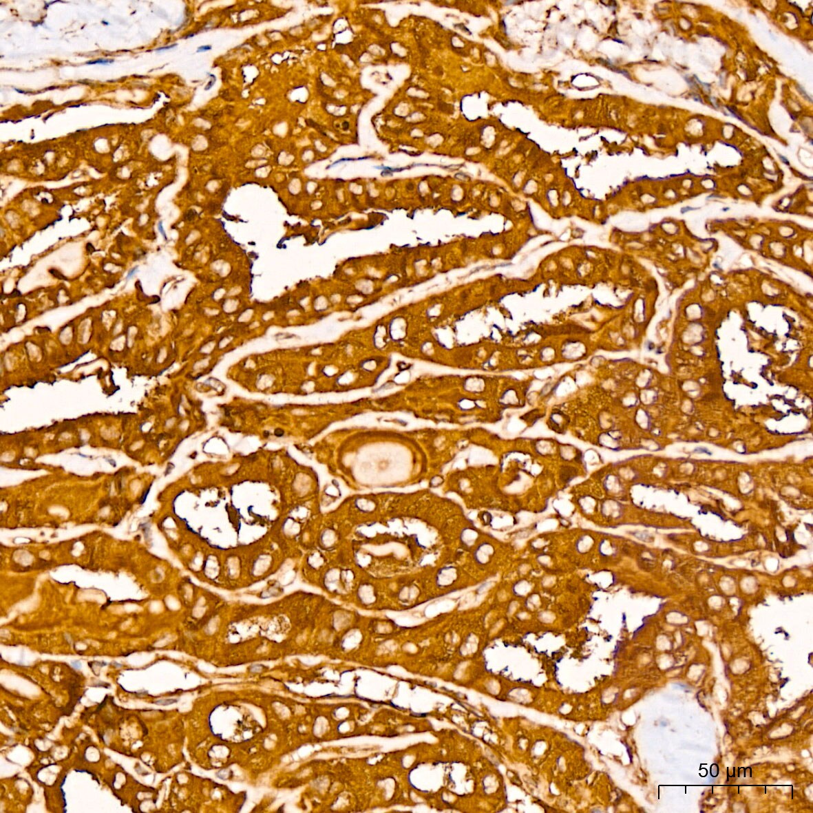 CYTB Antibody - Azide and BSA Free