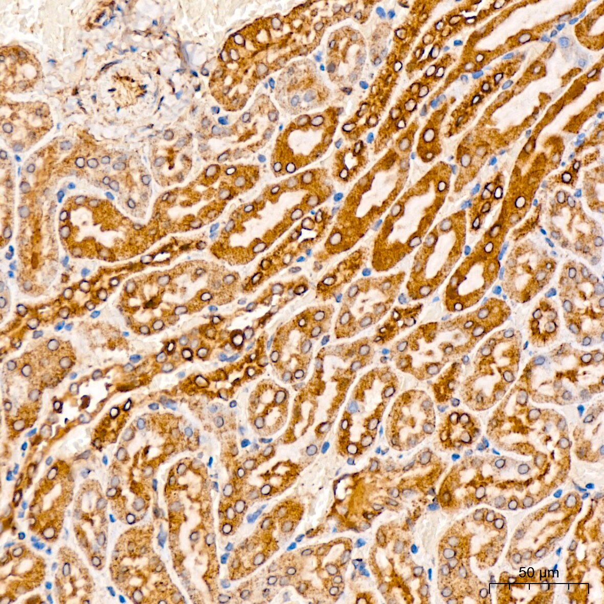 CYTB Antibody - Azide and BSA Free