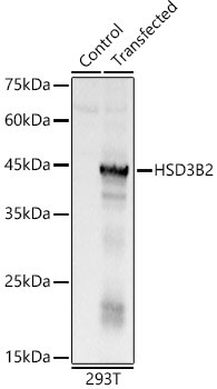 Beta Hydroxysteroid Dehydrogenase Antibody - Azide and BSA Free