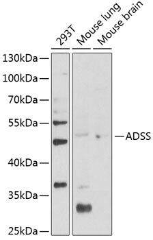 Adenylosuccinate Synthase Antibody - BSA Free