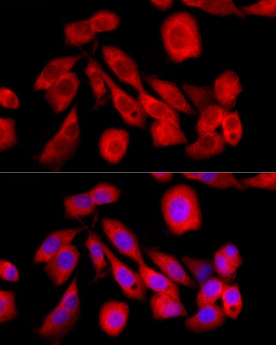 CREB3 Antibody - Azide and BSA Free