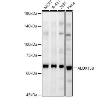 15-Lipoxygenase 2 Antibody - Azide and BSA Free
