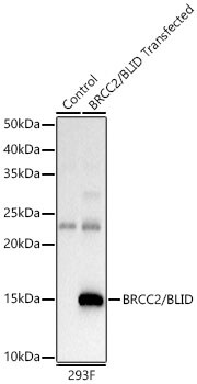 BRCC2 Antibody - BSA Free
