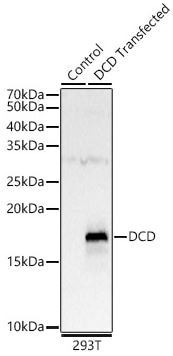 Dermcidin Antibody
