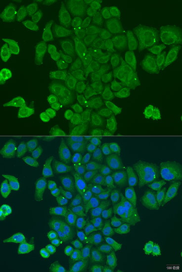 DPM1 Antibody - BSA Free