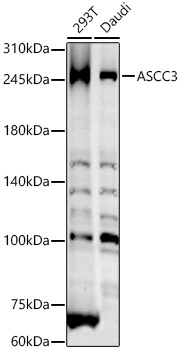 ASCC3 Antibody - BSA Free