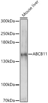 ABCB11 Antibody - Azide and BSA Free