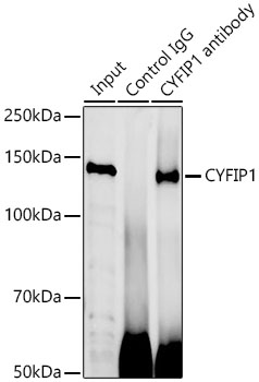 CYFIP1 Antibody - BSA Free