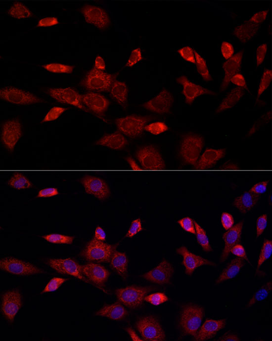 CISD1 Antibody - BSA Free