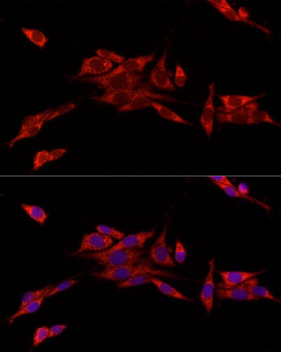 CISD1 Antibody - BSA Free