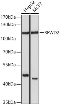 COP1 Antibody - BSA Free